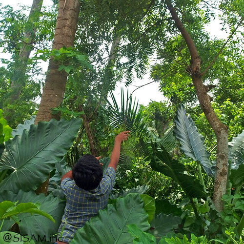 neemスプーンプレート